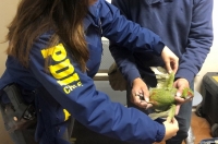 Operation Thunderball saw the seizure of more than 4,300 protected birds, including this Slender-billed Parakeet (Enicognathus Leptorhynchus) seized by Chilean Police (PDI)